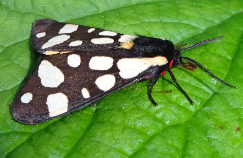 Arctia villica - Erebidae Arctiinae